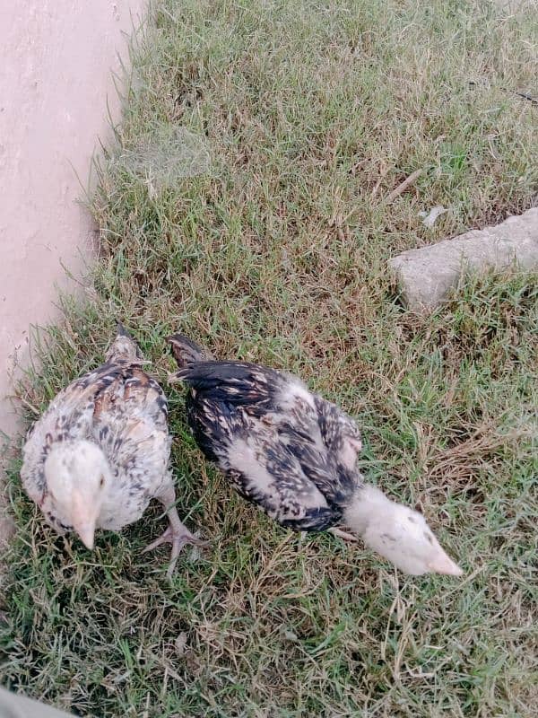 for sale contect 03336092570 male and female 4