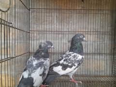 pigeon for sale 0