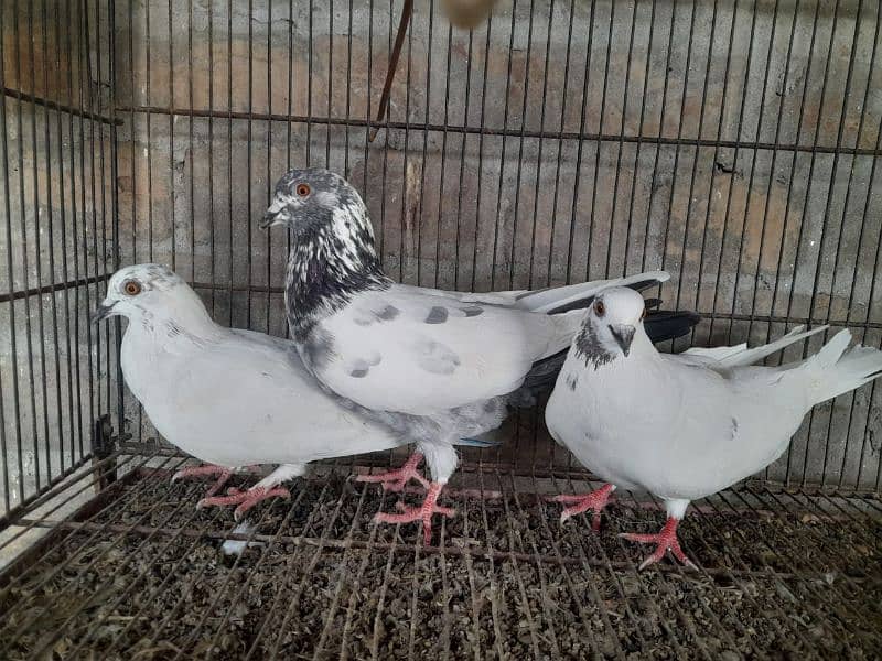 pigeon for sale 1