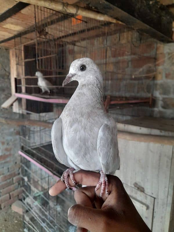 pigeon for sale 2