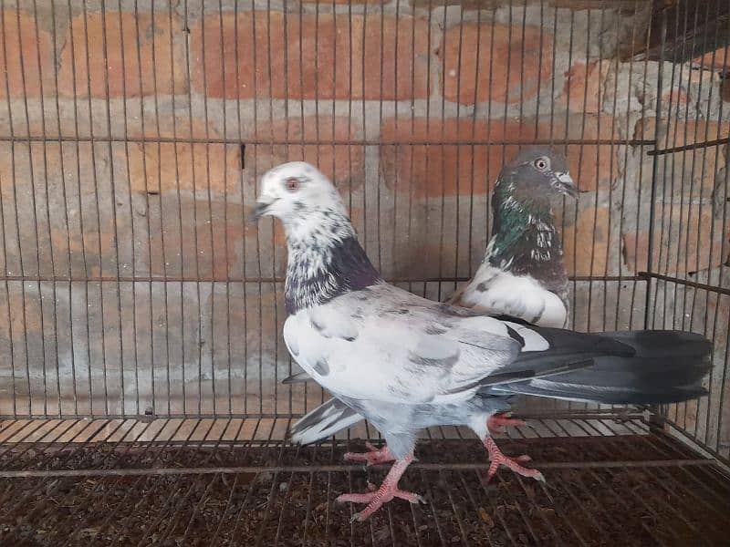 pigeon for sale 3