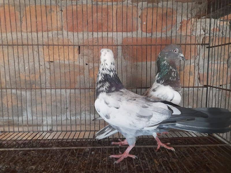 pigeon for sale 4