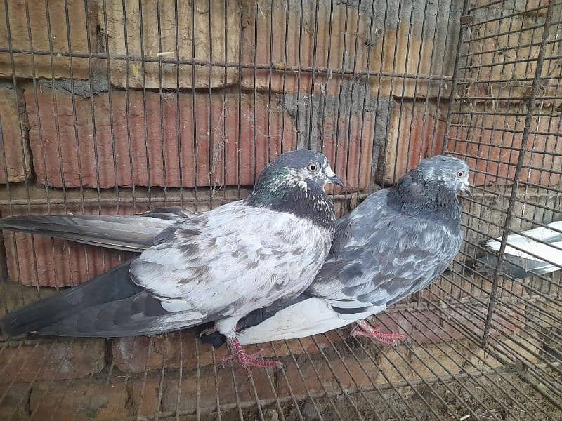 pigeon for sale 5