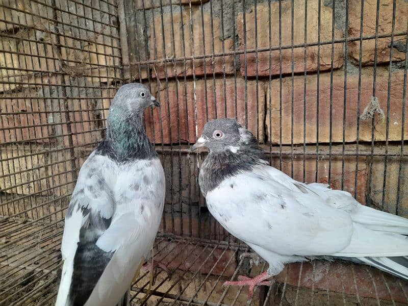 pigeon for sale 6