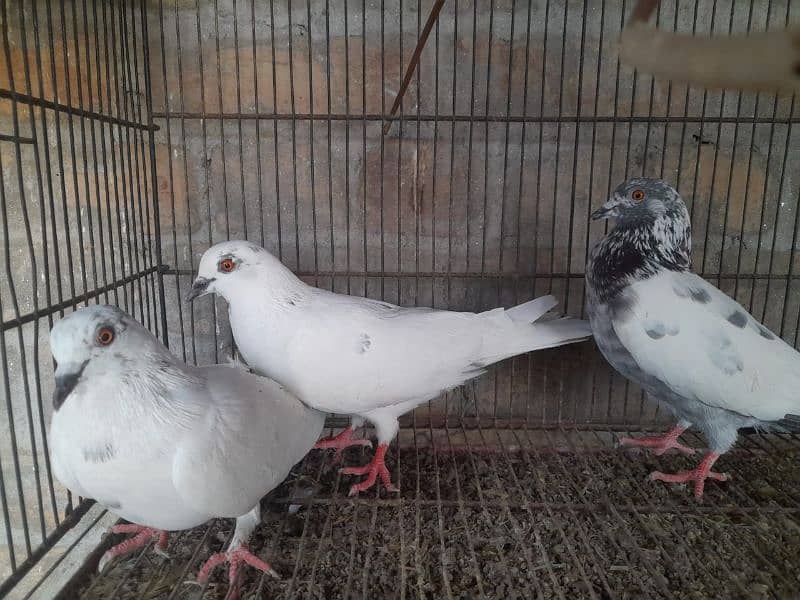 pigeon for sale 8