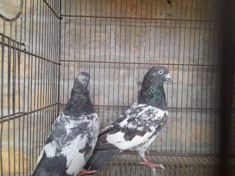 pigeon for sale 9