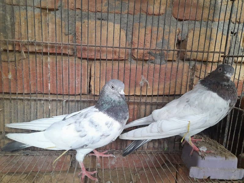 pigeon for sale 10