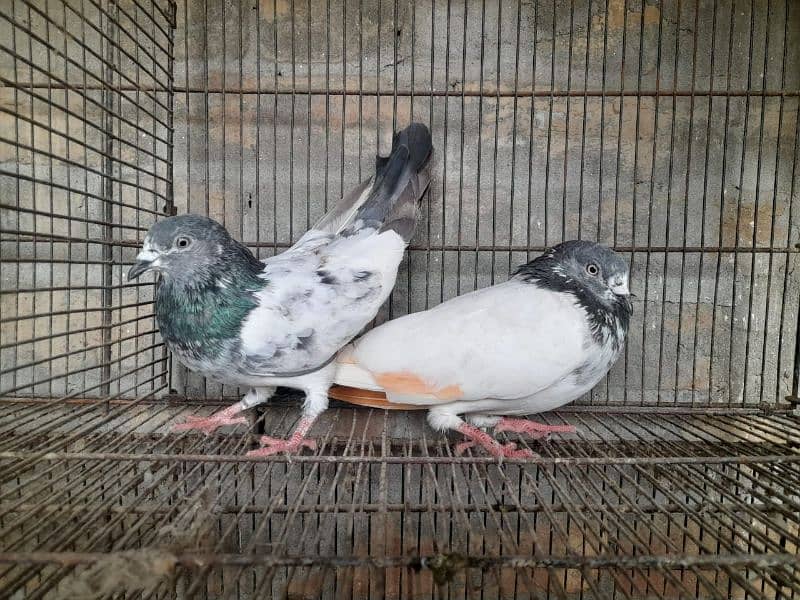 pigeon for sale 11