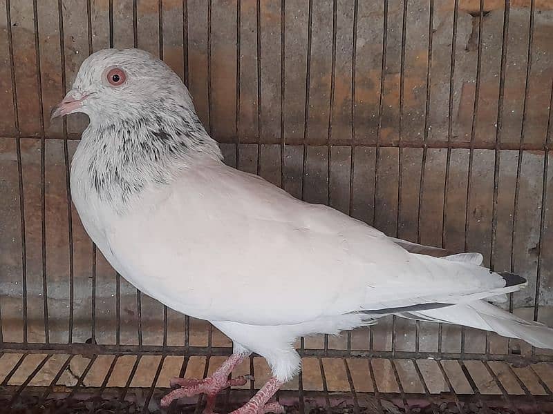 pigeon for sale 12