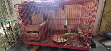 Selling Cage, Box and Raw Female.