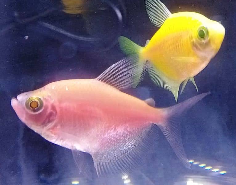 Glo Tetra / widow tetra / glow tetra fish for sale, Red Tiger barbs 0