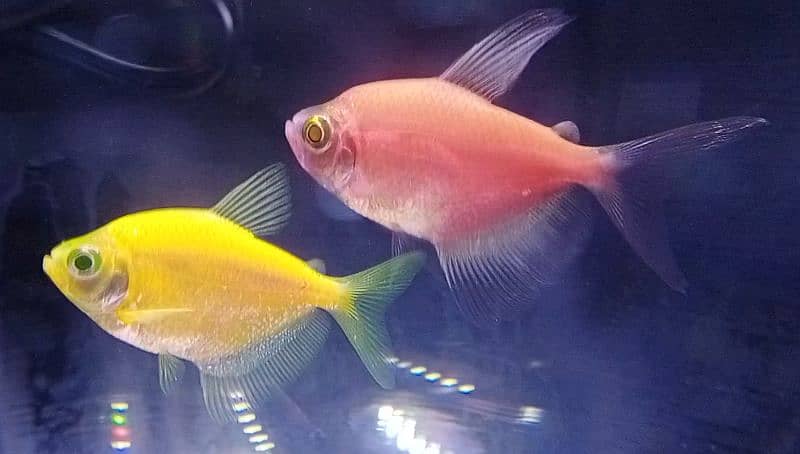 Glo Tetra / widow tetra / glow tetra fish for sale, Red Tiger barbs 1