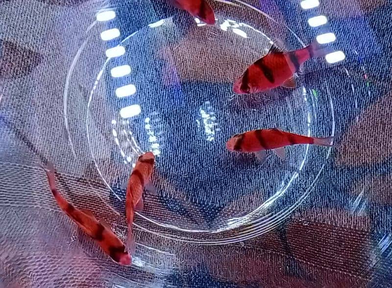 Glo Tetra / widow tetra / glow tetra fish for sale, Red Tiger barbs 2