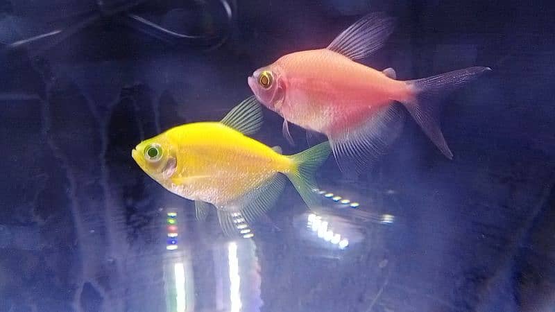 Glo Tetra / widow tetra / glow tetra fish for sale, Red Tiger barbs 4