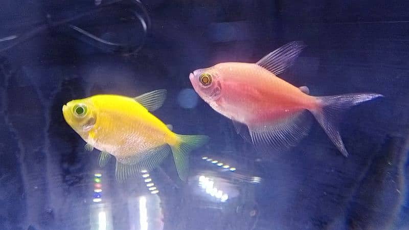 Glo Tetra / widow tetra / glow tetra fish for sale, Red Tiger barbs 5