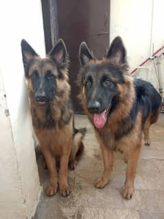 A pair of German shepherd