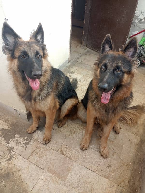 A pair of German shepherd 1