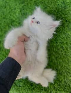 persian kittens