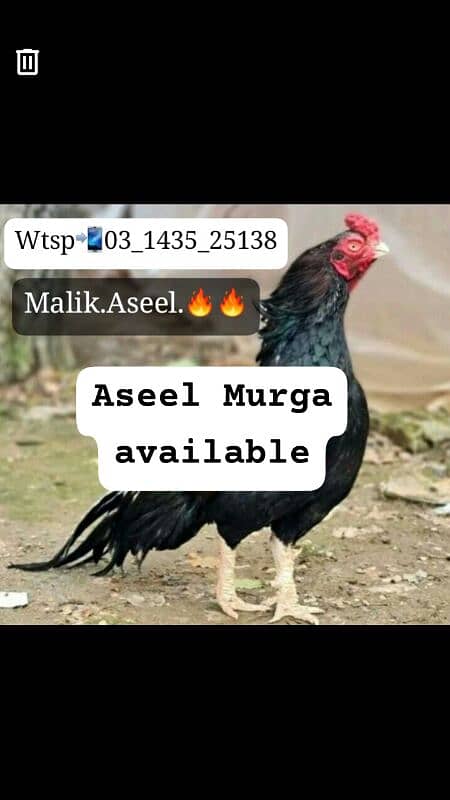 aseel Murga 4k final price_aseel murgi kilo wali 3500_white murgi 3500 3