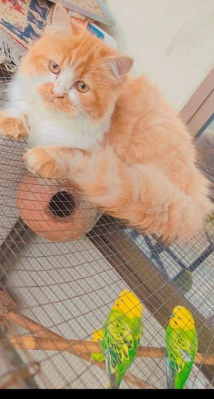 male female Persian cats 5