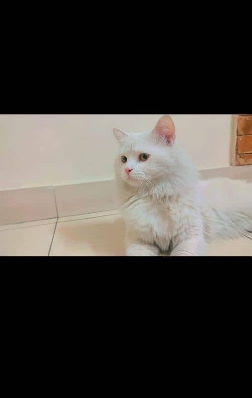 male female Persian cats 6