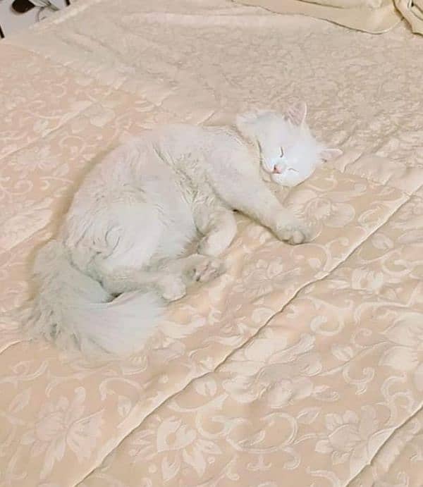 male female Persian cats 7