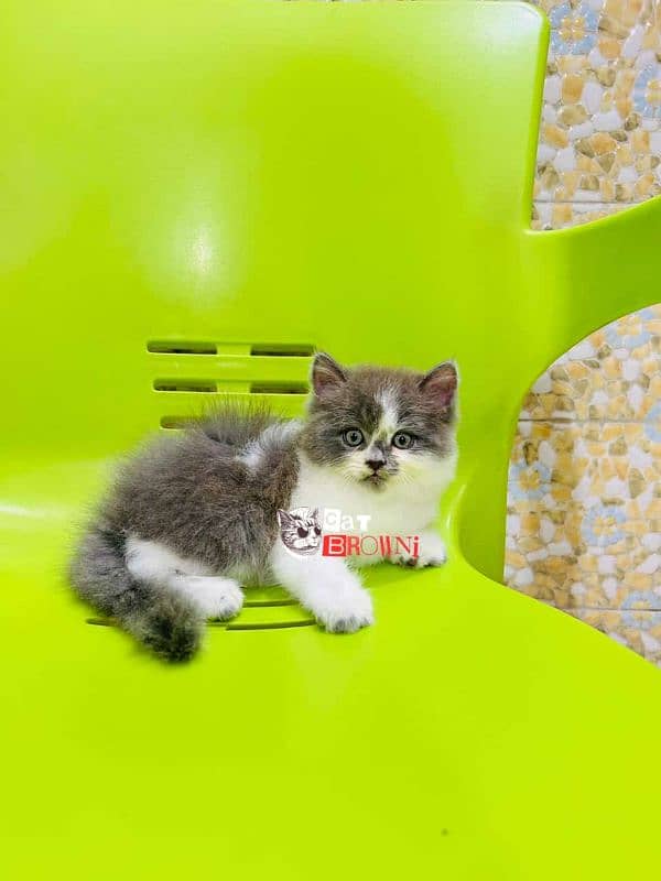 cat for sale 03151270915 what's up 2