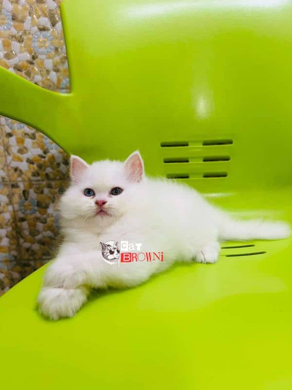 cat for sale 03151270915 what's up 4