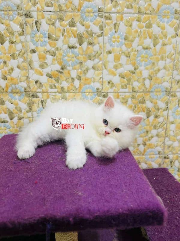 cat for sale 03151270915 what's up 5