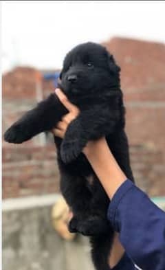 black German shepherd puppy for sale 0