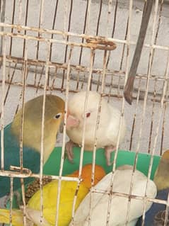 Albino Red Eyes White Love Birds 0