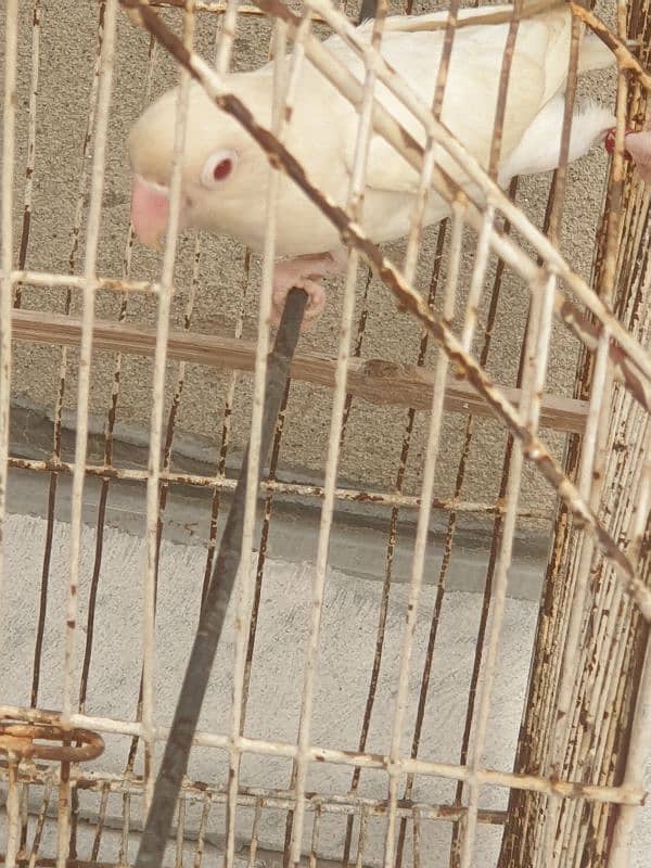 Albino Red Eyes White Love Birds 1