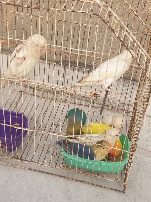 Albino Red Eyes White Love Birds 2