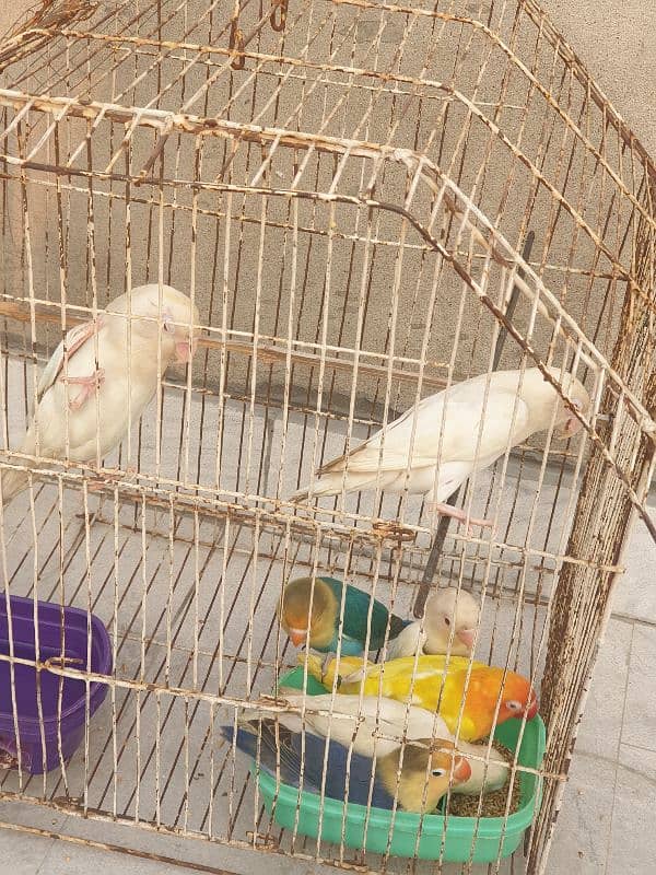 Albino Red Eyes White Love Birds 3