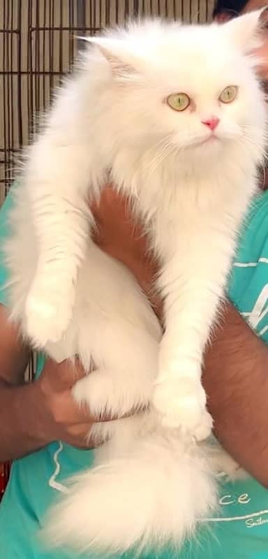 Persian Female Cat | Kitten | Breader | 0