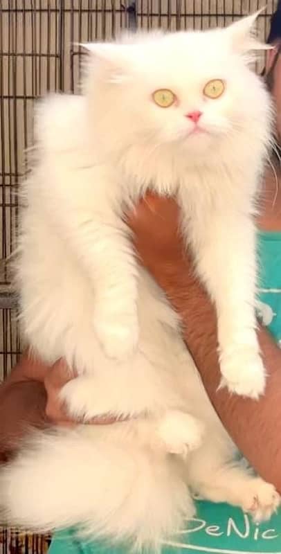 Persian Female Cat | Kitten | Breader | 1