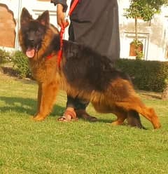 extreme quality gsd long coat pink pedigree male 11 month age for sale