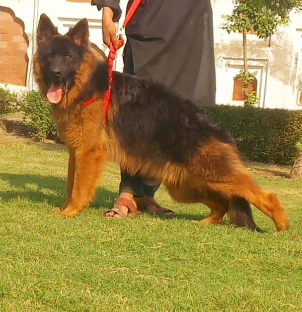 extreme quality gsd long coat pink pedigree male 11 month age for sale 0