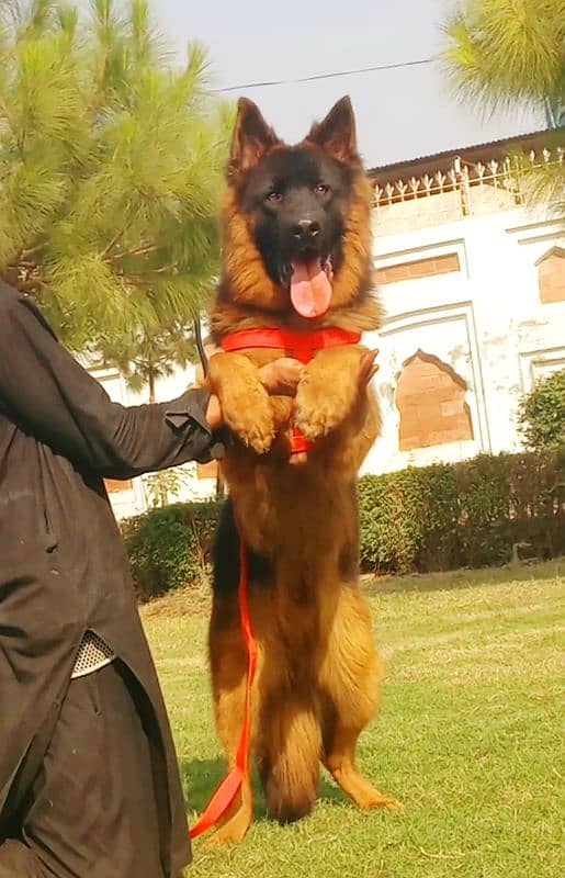 extreme quality gsd long coat pink pedigree male 11 month age for sale 1