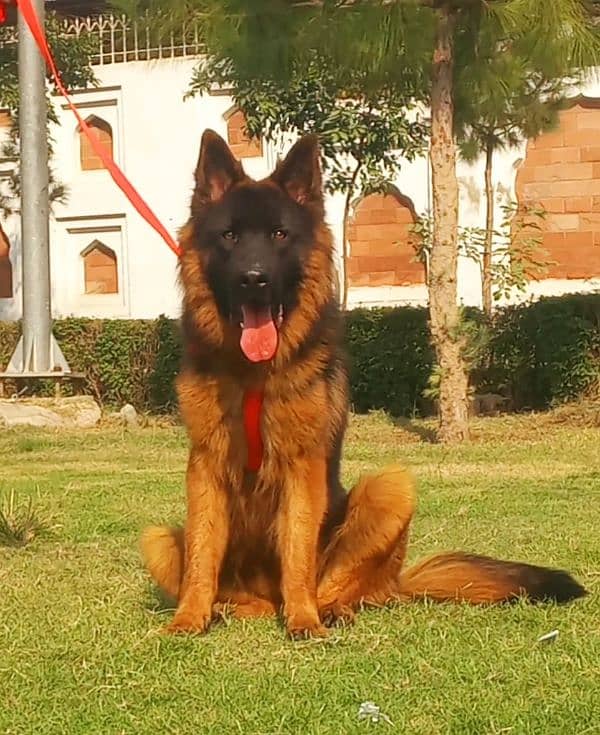 extreme quality gsd long coat pink pedigree male 11 month age for sale 2