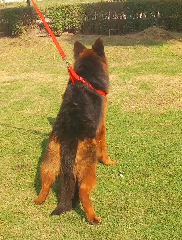 extreme quality gsd long coat pink pedigree male 11 month age for sale 3