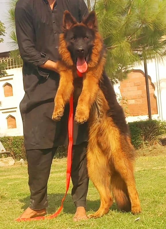 extreme quality gsd long coat pink pedigree male 11 month age for sale 4