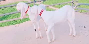 qurbani ke liye bakre taiyar kiye gaye hain 03204968397 0