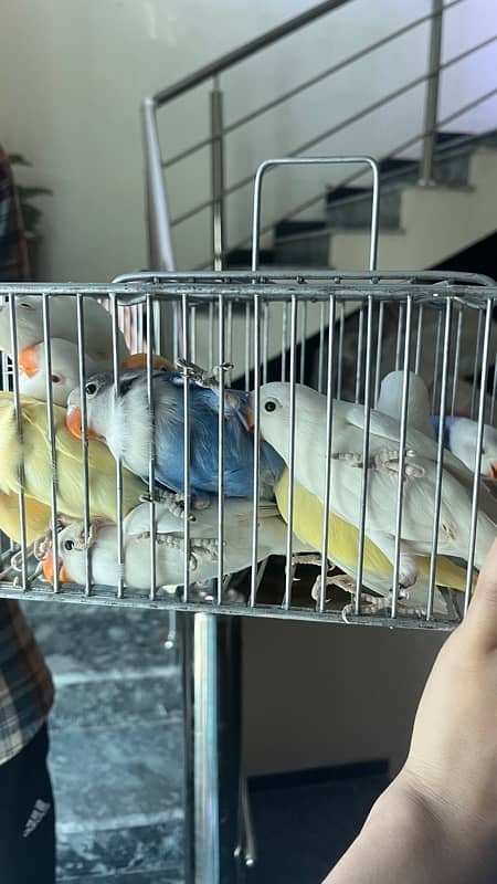 love birds pair for sale 1