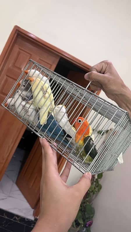 love birds pair for sale 2