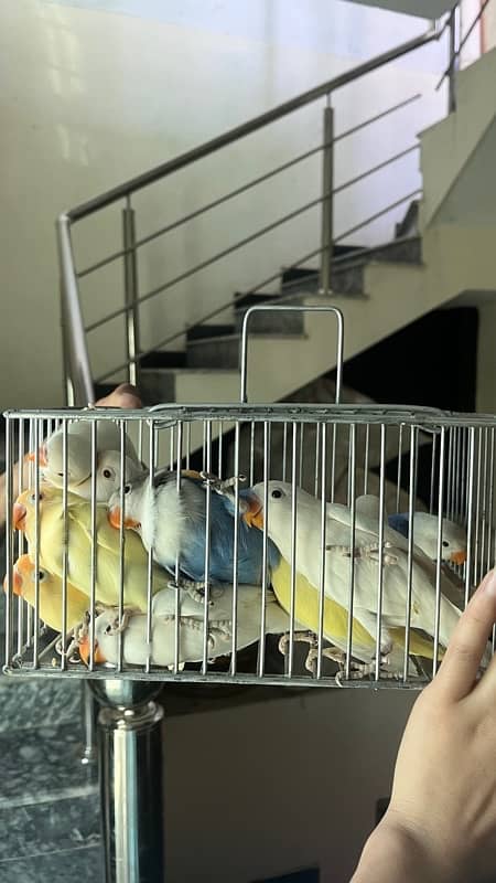 love birds pair for sale 3