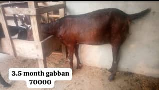 Nagri Gabban Bakri | Kali Dabi Bakri | Goats