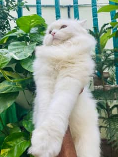 Persian triple coated cat available friendly nature litter trained 0