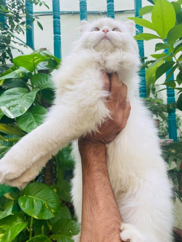 Persian triple coated cat available friendly nature litter trained 1