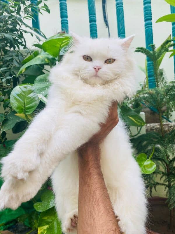 Persian triple coated cat available friendly nature litter trained 4